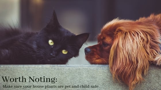 Pets warning